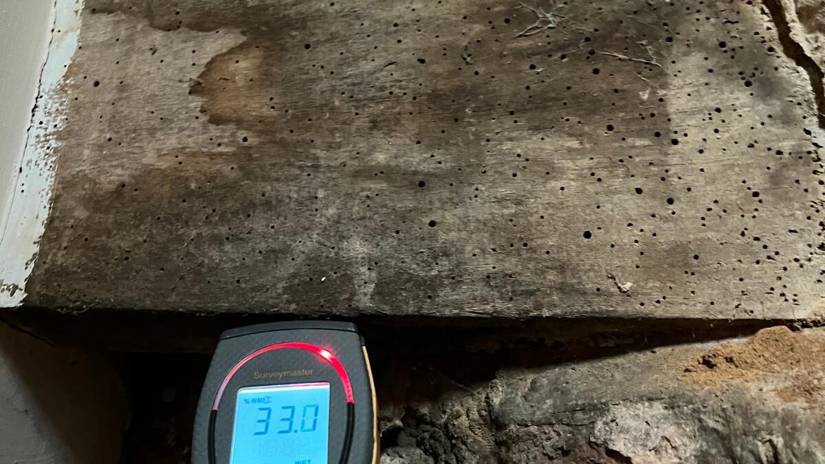 Woodworm infestation in Timber beam